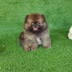 ลุกปอมเมอเรเนียนแท้ ด.ช สีส้ม