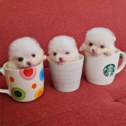 ลูกปอมเมอเรเนียนแท้ ด.ญ.สีขาว White Female