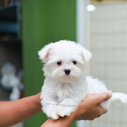 มอลทีส MTF-89134 เพศหญิง สีขาว เด็กหญิงน่ารักมาก ขนสวยขนนุ่ม ขนแน่น หนูจมูกรุปหัวใจน่าจุ้บ ถ่ายรูปขึ้นกล้องมาก มุมไหนก็น่ารักดูดี มีใบรับรองจากสมาคมพัฒนาพันธุ์สุนัข (ใบเพ็ดดีกรีเต็มใบ) ส่งทั่วประเทศ