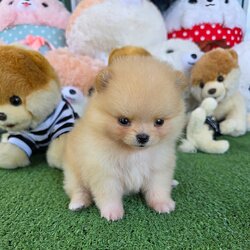 ปอมเมอเรเนี่ยนแท้หน้าหมี สีครีมสวยๆ Cream colors female