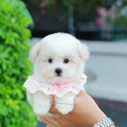 มินิบิชอง BCF-10477 เพศหญิง สีขาว น่ารักมาก ขนนุ่มขนแน่น หน้าแบ๊ว เห็นแล้วใจละลายมาก ถ้าได้อุ้มแล้วจะวางไม่ลงแน่นอน มีใบรับรองจากสมาคมพัฒนาพันธุ์สุนัข (ใบเพ็ดดีกรีเต็มใบ) ส่งทั่วประเทศ