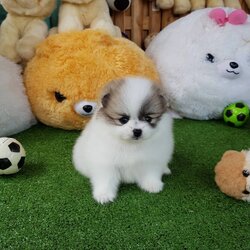 ลูกปอมเมอเรเนียนแท้ ด.ญ.สีปาร์ตี้