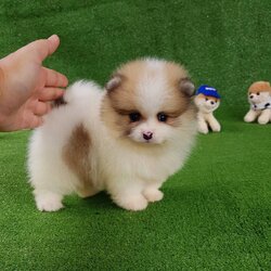 ลูกปอมเมอเรเนียนแท้ ด.ช.สีปาร์ตี้ Party Male