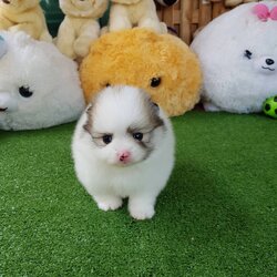 ลูกปอมเมอเรเนียนแท้ ด.ญ.สีปาร์ตี้