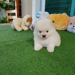 ลูกปอมเมอเรเนียนแท้ ด.ญ.สีขาวครีม