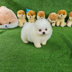 ลูกปอมเมอเรเนียนแท้ ด.ช.สีขาว White Male