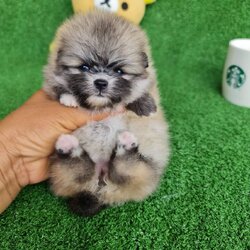 ลูกปอมเมอเรเนียนแท้ ด.ญ.สีส้ม Orange Female