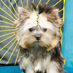 HYM-6573 เพศชาย สีแบล็คแทน อายุ 2 เดือน ขนฟูหนาสวย ขาใหญ่ กระโหลกหนา โครงสร้างดี