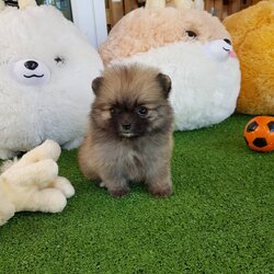 ลูกปอมเมอเรเนียนแท้ ด.ญ.สีส้ม