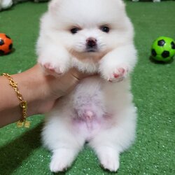 ลูกปอมเมอเรเนียนแท้ ด.ช.สีขาวติดครีมที่หัวนิดๆ