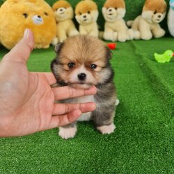 ลูกปอมเมอเรเนียนแท้ ด.ช.สีส้ม Orange Male