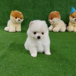 ลูกปอมเมอเรเนียนแท้ ด.ญ.สีขาว White Female