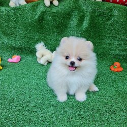 ลูกปอมเมอเรเนียนแท้ ด.ญ.สีครีม Cream Female