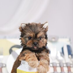 ยอร์คเชียร์ เทอร์เรีย HYM-85680 เพศชาย สีบอลทอง อายุ 2 เดือน น้ำหนัก KG ส่วนสูง CM