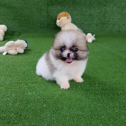 ลูกปอมเมอเรเนียนแท้ ด.ช.สีปาร์ตี้ Parti Colors Male