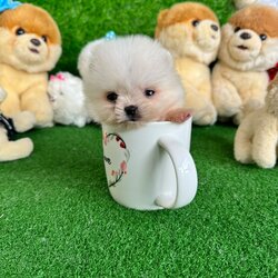 ปอมเมอเรเนี่ยนแท้ สีขาวทีคัพจิ๋วๆ Teacup white female