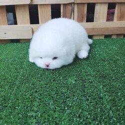 ลูกปอมเมอเรเนี่ยนแท้ ปอมปอมแท้ หน้าหมีสีขาวสำลี ด.ช.เกรดประกวด