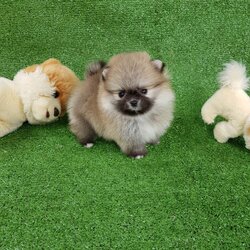 ลูกปอมเมอเรเนียนแท้ ด.ช เทาส้ม ใส่ถุงเท้า ไซร์จิ๋ว