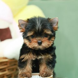 ยอร์คเชียร์ เทอร์เรีย HYF-50514 เพศหญิง สีแบล็คแทน อายุ 2 เดือน น้ำหนัก KG ส่วนสูง CM