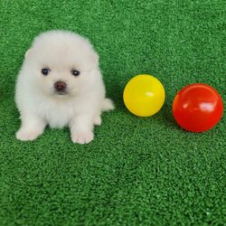 ลูกปอมเมอเรเนียนแท้ ด.ญ.สีขาว White Female