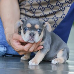 เฟรน บลูด็อก FHF-10958 เพศหญิง สี BlueTan ตัวจิ๋วตัวเล็กมาก สีสวย เป็นเจ้าเด็กอ้วนที่จ้ำม่ำน่าอุ้มมาก มีใบรับรองจากสมาคมพัฒนาพันธุ์สุนัข (ใบเพ็ดดีกรีเต็มใบ) ส่งทั่วประเทศ