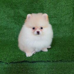 ลูกปอมเมอเรเนียนแท้ ด.ญ.สีขาวครีม