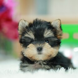 ยอร์คเชียร์ เทอร์เรีย HYM-68391 เพศชาย สีแบล็คแทน อายุ 2 เดือน น้ำหนัก KG ส่วนสูง CM