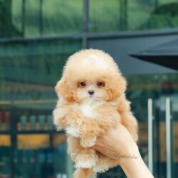 มอลติพู MTF-57672 เพศหญิง สี Champagne อายุ 2 ปี น่ารัก หัวกลม มีถุงเท้าสีขาว สีน่ารักมาก ๆ จมูกรูปหัวใจ ตัวจิ๋ว ขนฟูแน่น นุ่มนิ่มมาก ๆ มีใบรับรองจากสมาคมพัฒนาพันธุ์สุนัข (ใบเพ็ดดีกรีเต็มใบ) ส่งทั่วประเทศ