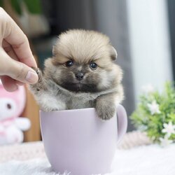 ลูกปอมเมอเรเนียนแท้ ด.ช.สีส้ม Orange Male