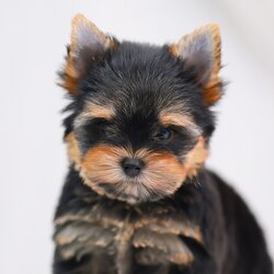 ยอร์คเชียร์ เทอร์เรีย HYM-85674 เพศชาย สีแบล็คแทน อายุ 2 เดือน น้ำหนัก KG ส่วนสูง CM