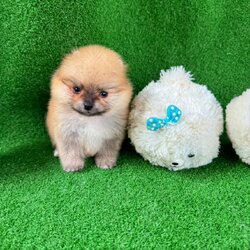 ปอมเมอเรเนี่ยน ตัวจิ๋ว เพศเมีย Orange seble female