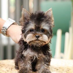 ยอร์คเชียร์ เทอร์เรีย HYM-50605 เพศชาย สีแบล็คแทน อายุ 2 เดือน น้ำหนัก 0.58 KG ส่วนสูง 10 CM