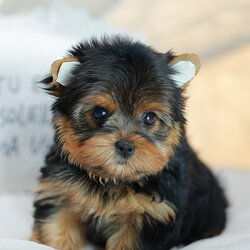 ยอร์คเชียร์ เทอร์เรีย HYF-68180 เพศหญิง สีแบล็คแทน อายุ 2 เดือน สายเลือดดี หน้าตาน่ารักมาก ๆ ลูกคุณหนูขี้อ้อน ตาใสกลมแบ๊ว มีใบรับรองจากสมาคมพัฒนาพันธุ์สุนัข (ใบเพ็ดดีกรีเต็มใบ) ส่งทั่วประเทศ