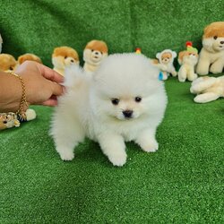 ลูกปอมเมอเรเนียนแท้ ด.ช.สีขาว White Male