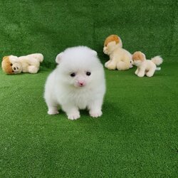 ลูกปอมเมอเรเนียนแท้ ด.ช.สีขาว White Male