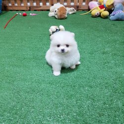 ลูกปอมเมอเรเนียน ด.ช สีขาวครีม