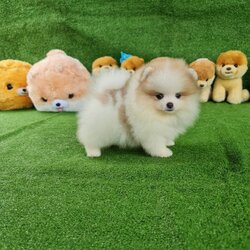 ลูกปอมเมอเรเนียนแท้ ด.ญ.สีปาร์ตี้ Parti Colors Female