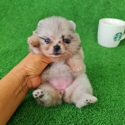 ลูกปอมเมอเรเนียนแท้ ด.ญ.สีเมอร์ Merie Female