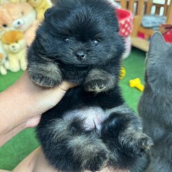 ปอมเมอเรเนี่ยนสีแบล็คแทนเพศเมียน่ารัก Female Blacktan