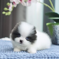 ลูกปอมเมอเรเนียนแท้ ด.ช.สีปาร์ตี้ Parti Colors Male