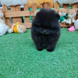 ลูกปอมเมอเรเนียนแท้ ด.ช.สีดำ Black Male