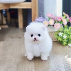 ปอมเมอเรเนี่ยน สีขาวสำลีโบ๊ะบ๊ะ เพศเมียทีคัพสวยมาก Pure white teacup Female