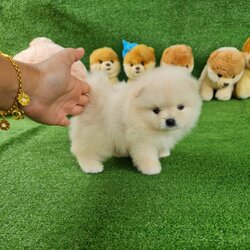 ลูกปอมเมอเรเนียนแท้ ด.ช.สีครีม Cream Male