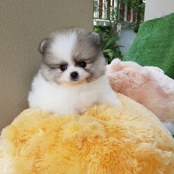 ลูกปอมเมอเรเนียนแท้ ด.ช.สีปาร์ตี้