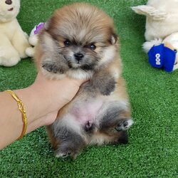 ลูกปอมเมอเรเนียนแท้ ด.ญ.สีส้ม