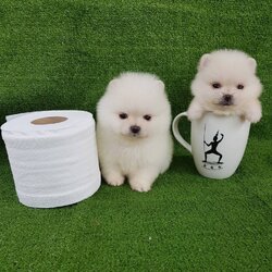 ลูกปอมเมอเรเนียนแท้ ด.ช ทีคัพ