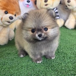 ปอมเมอเรเนี่ยนแท้ สีส้มสีน้ำตาล แบ๊วมากหมีน้อยเพศเมีย Orange seble female