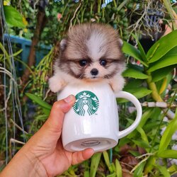 ลูกปอมเมอเรเนียนแท้ ด.ญ.สีปาร์ตี้ Parti Colors Female