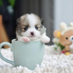 ลูกปอมเมอเรเนียนแท้ ด.ญ.สีปาร์ตี้ Parti Colors Femle