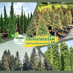 แหล่งรวมต้นพันธุ์คลอง15